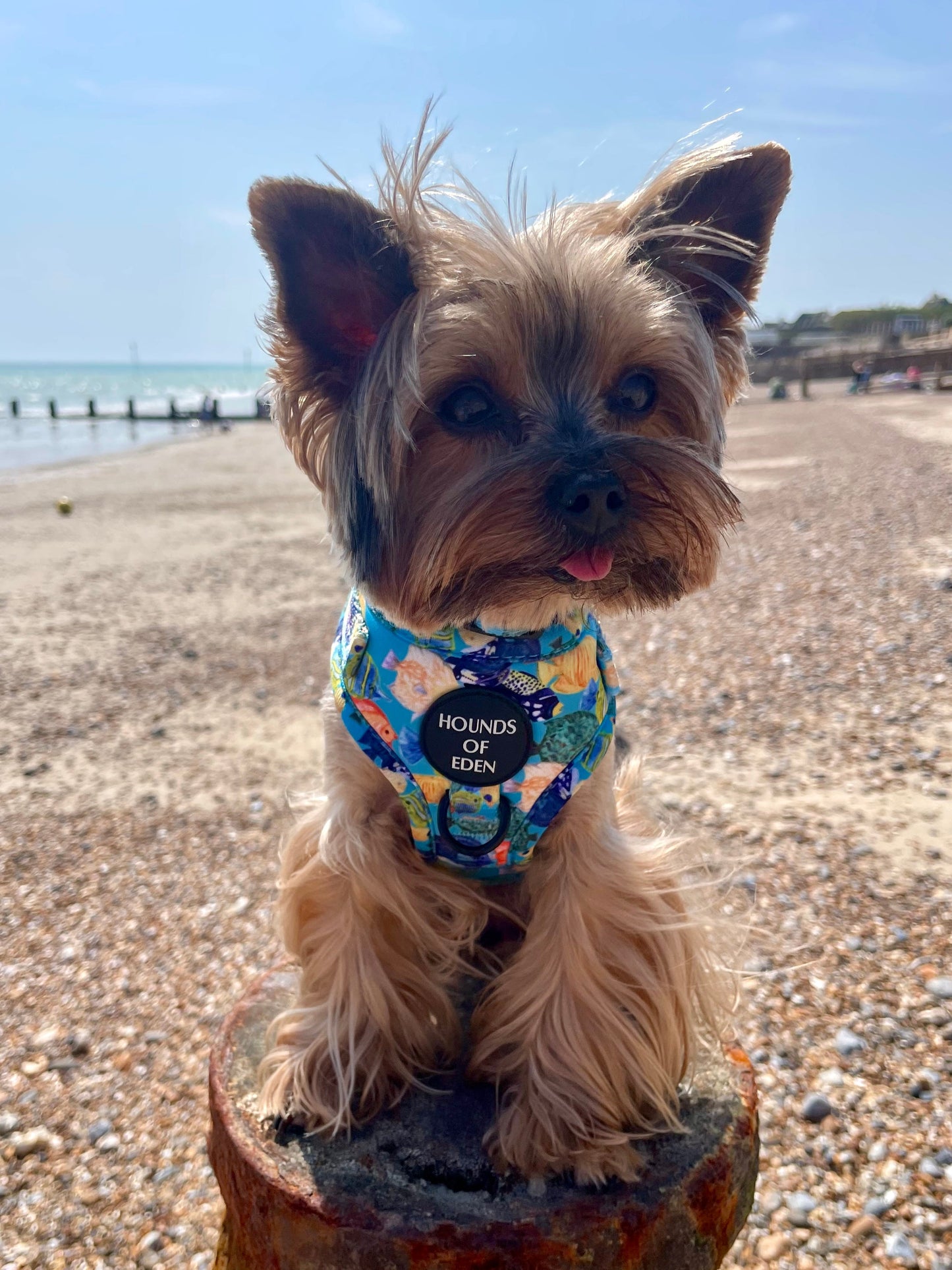 Under The Sea Design Dog Collar - The Bark Market