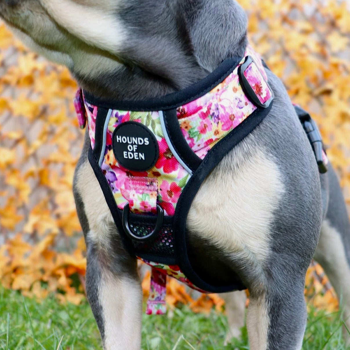 Supaw Strong™ 'Steel Leopard' Utility Harness - The Bark Market