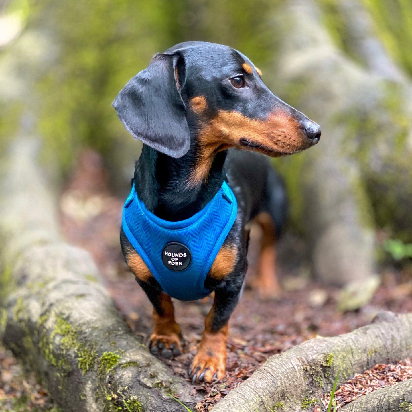'Bruce' - Blue & Teal Herringbone Dog Harness - The Bark Market