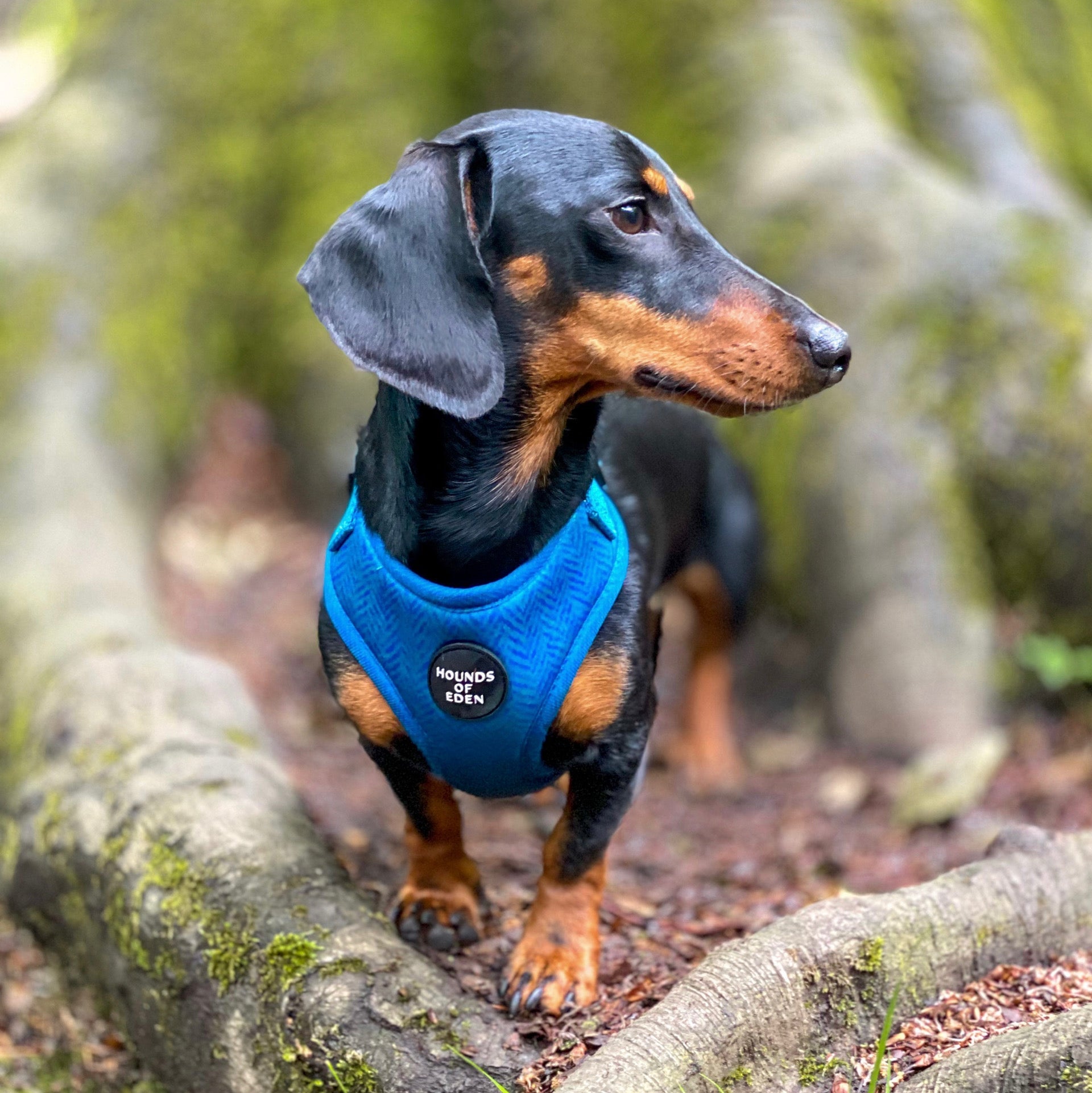 'Bruce' - Blue & Teal Herringbone Dog Harness - The Bark Market