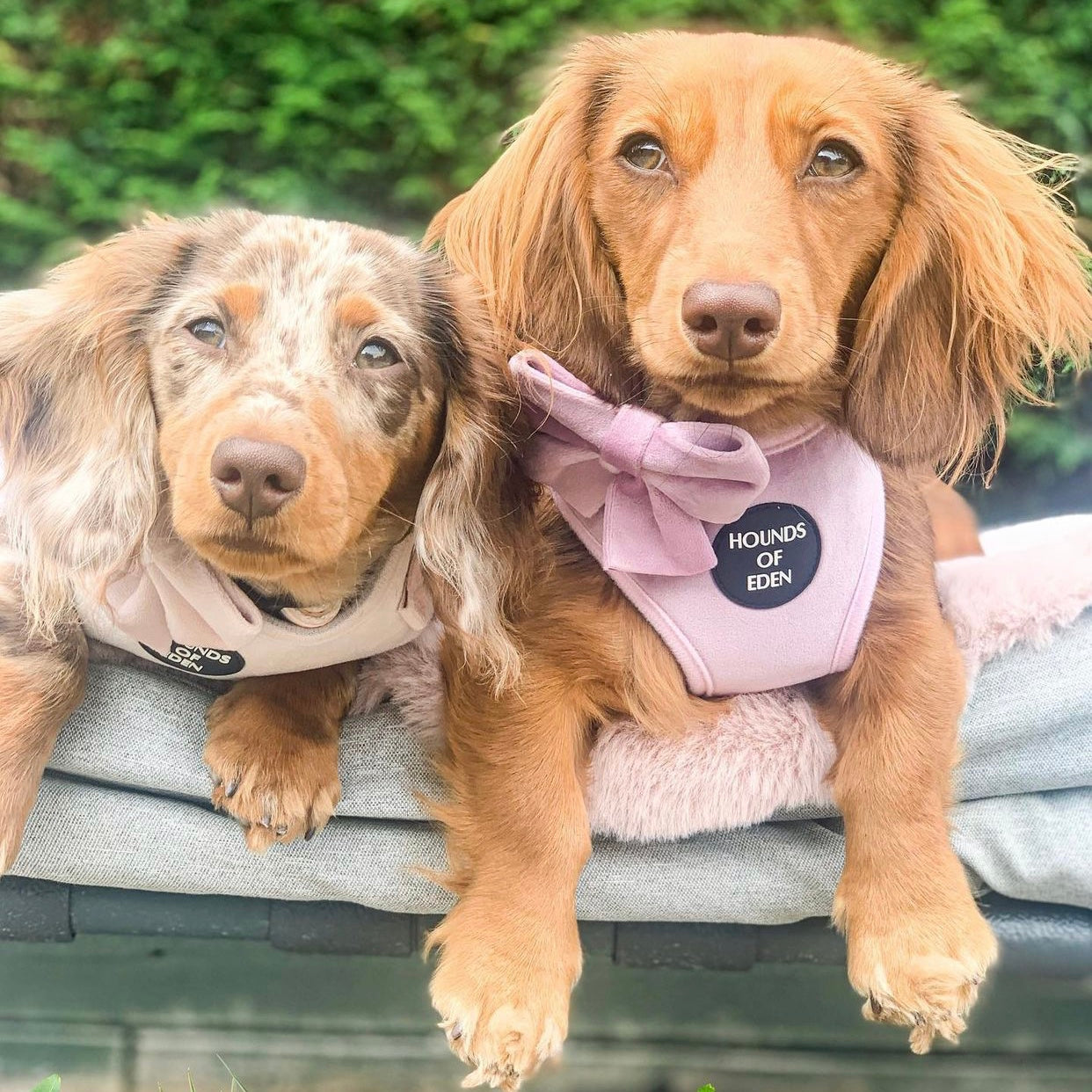 Lilac Dreams - Lilac Velvet Dog Harness with Rose Gold Metal Hardware - The Bark Market