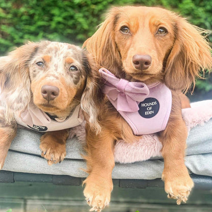 Lilac Dreams - Lilac Velvet Dog Harness with Rose Gold Metal Hardware - The Bark Market