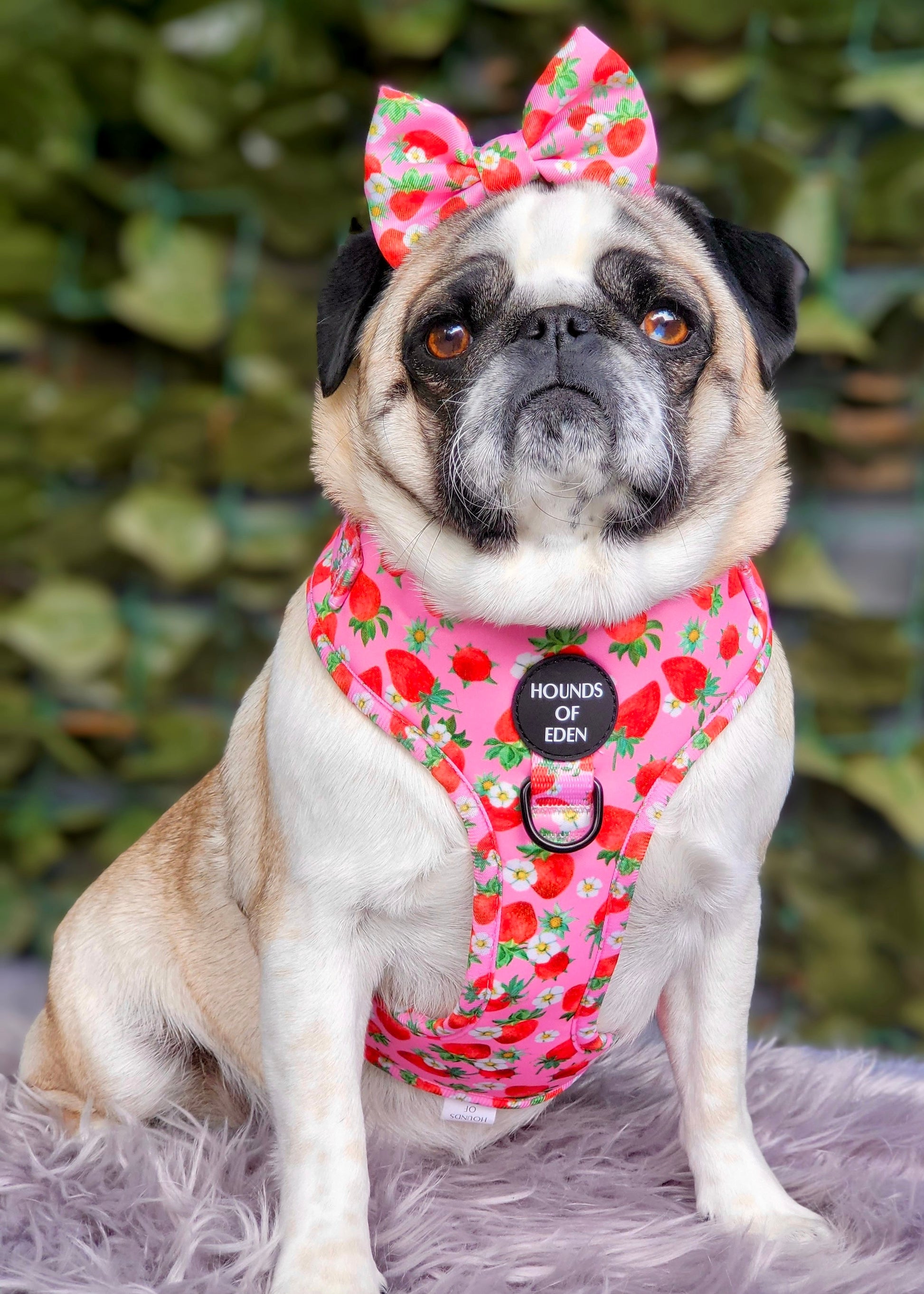 Strawberry Patch Design Dog Harness - The Bark Market