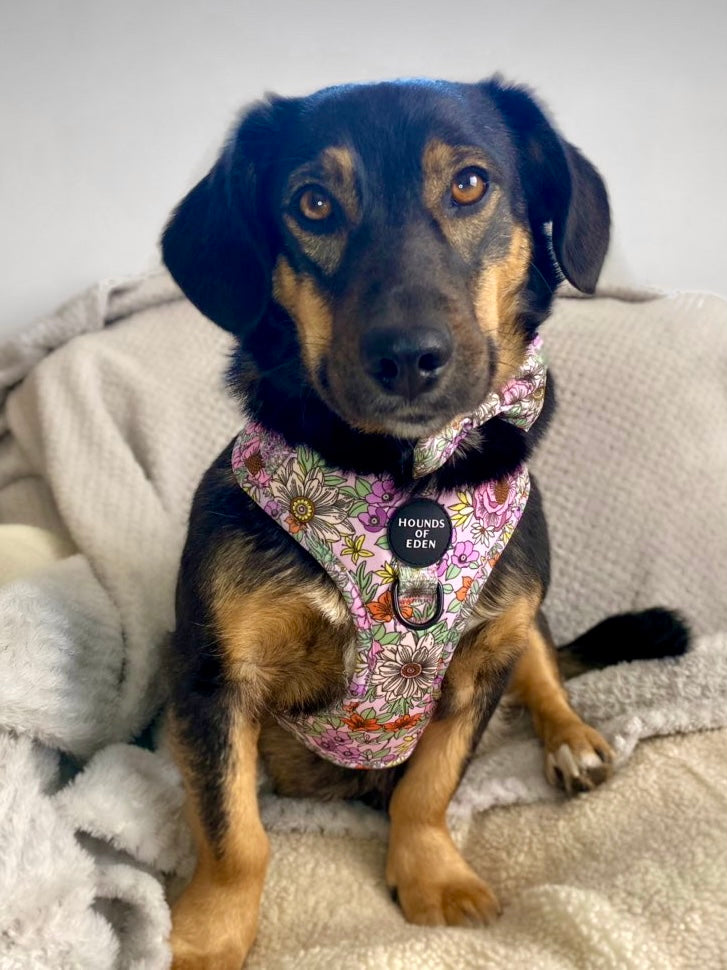 Wild Blossom - Design Dog Lead - The Bark Market