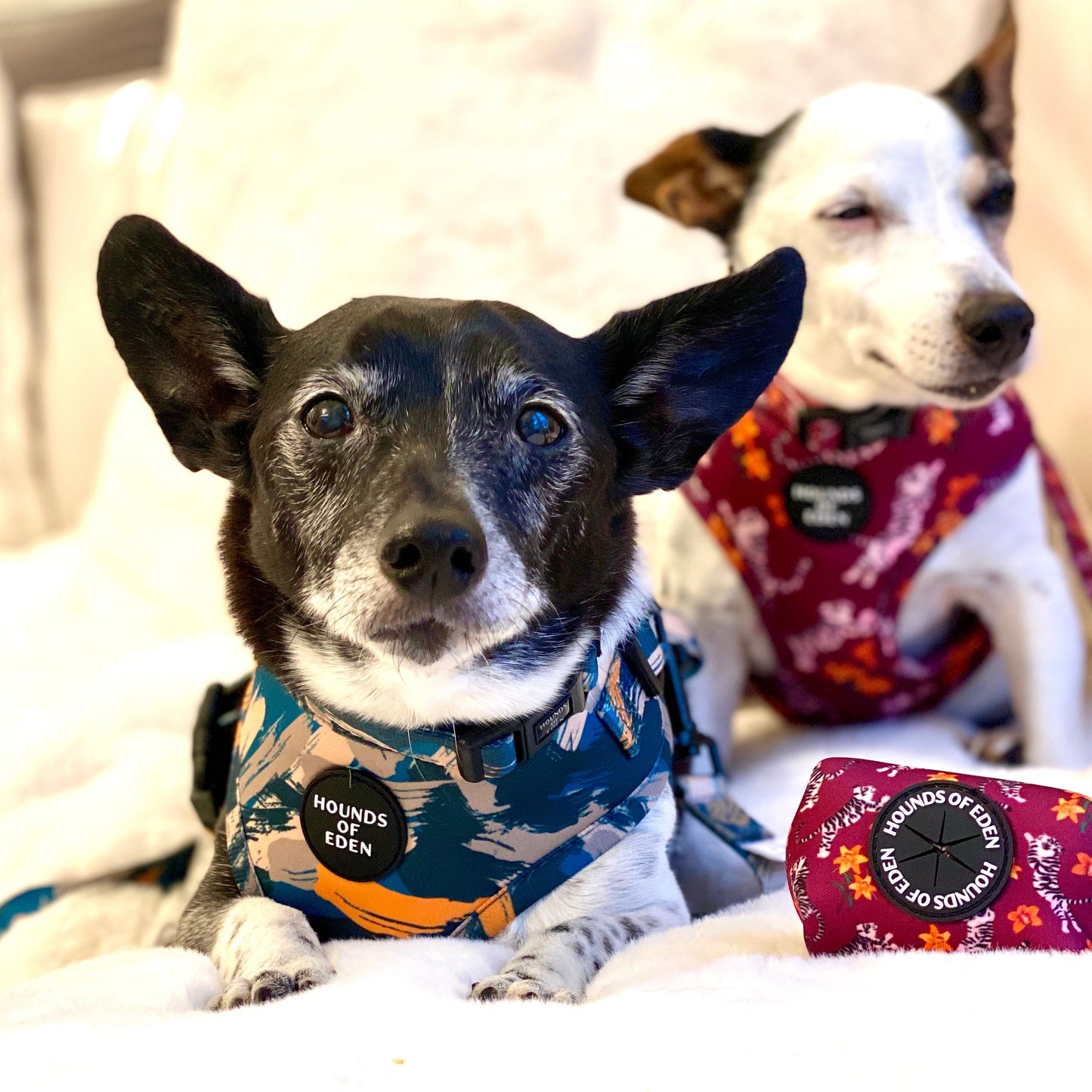 'Brush it Off' - Olive, Blue & Orange Camo Pattern Dog Harness - The Bark Market