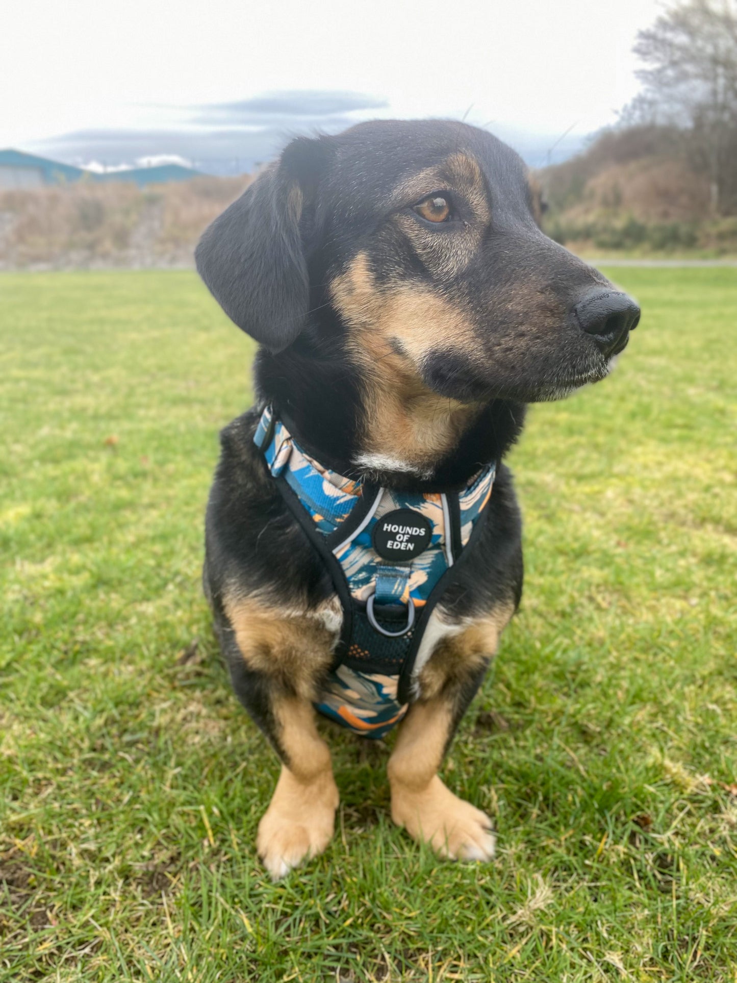Supaw Strong™ 'Brush It Off' Utility Harness - The Bark Market