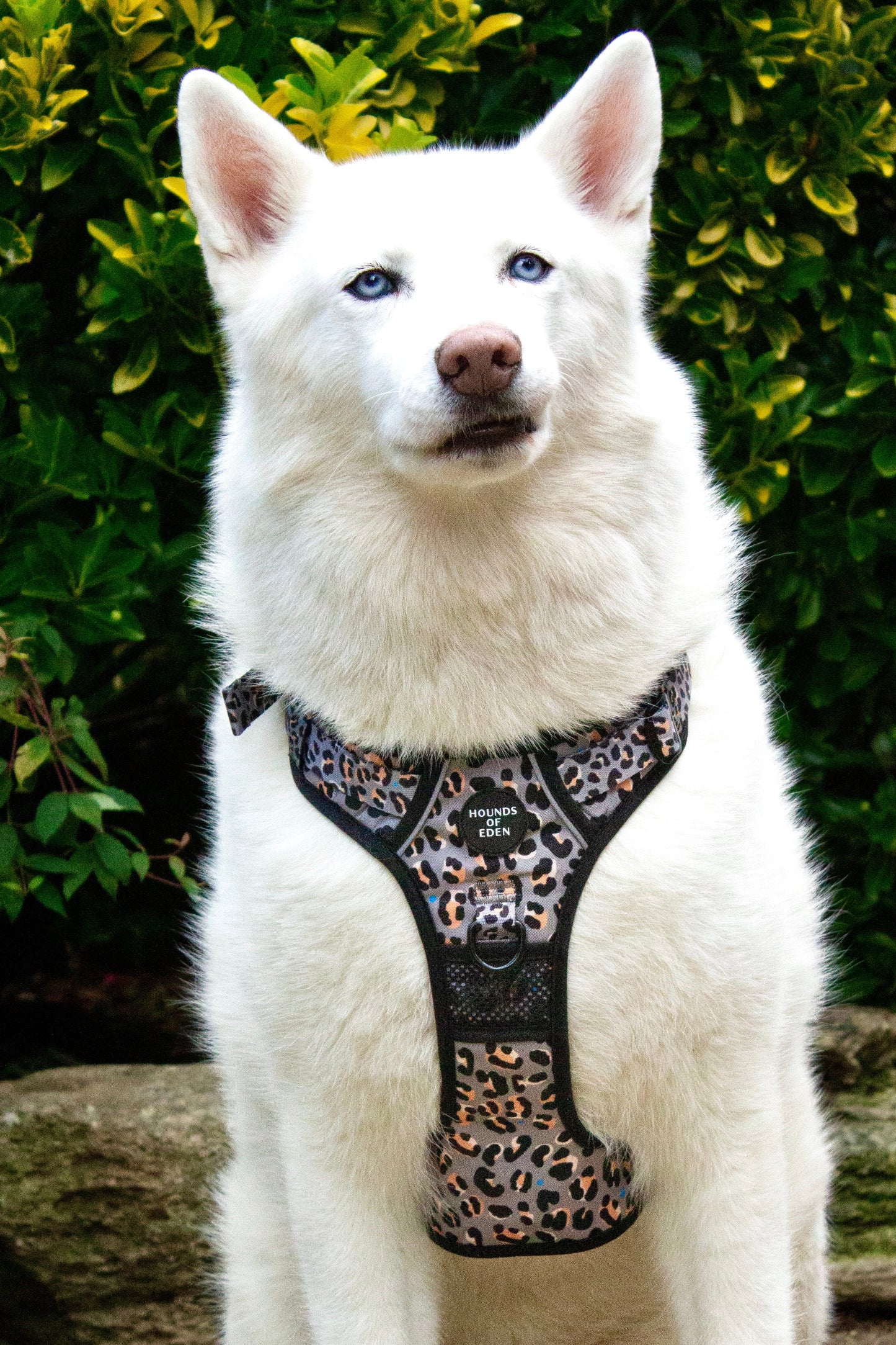 Supaw Strong™ 'Steel Leopard' Utility Harness - The Bark Market