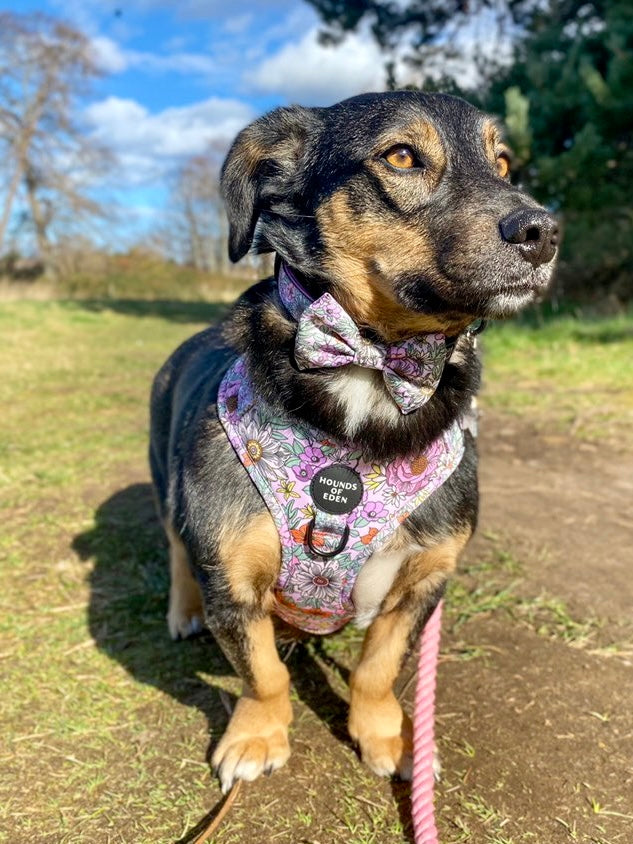 Wild Blossom - Design Dog Bow Tie - The Bark Market