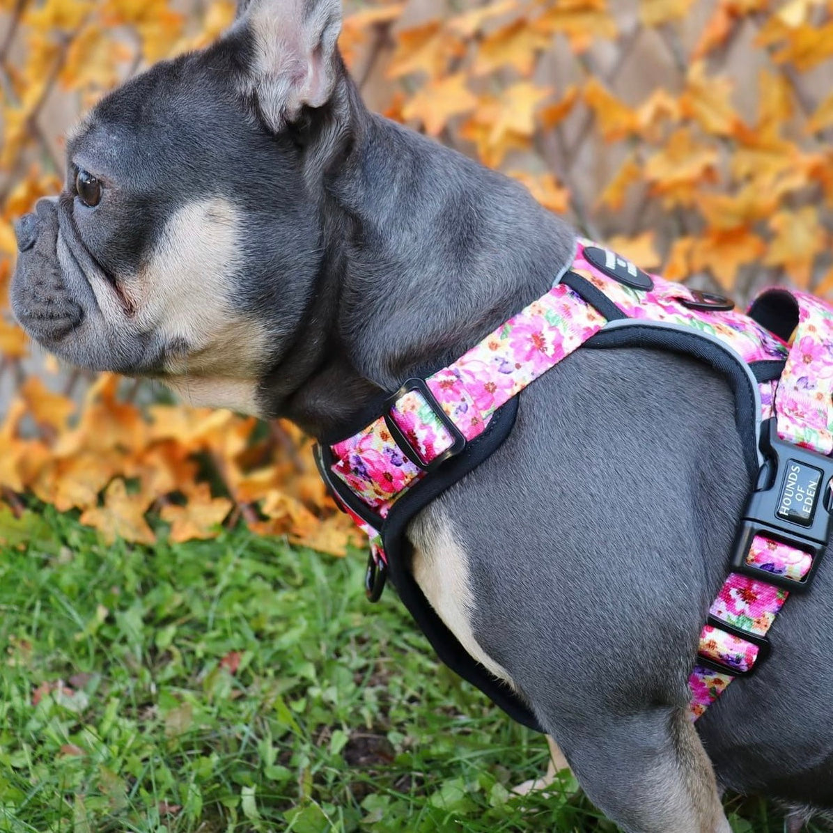 Supaw Strong™ 'Steel Leopard' Utility Harness - The Bark Market