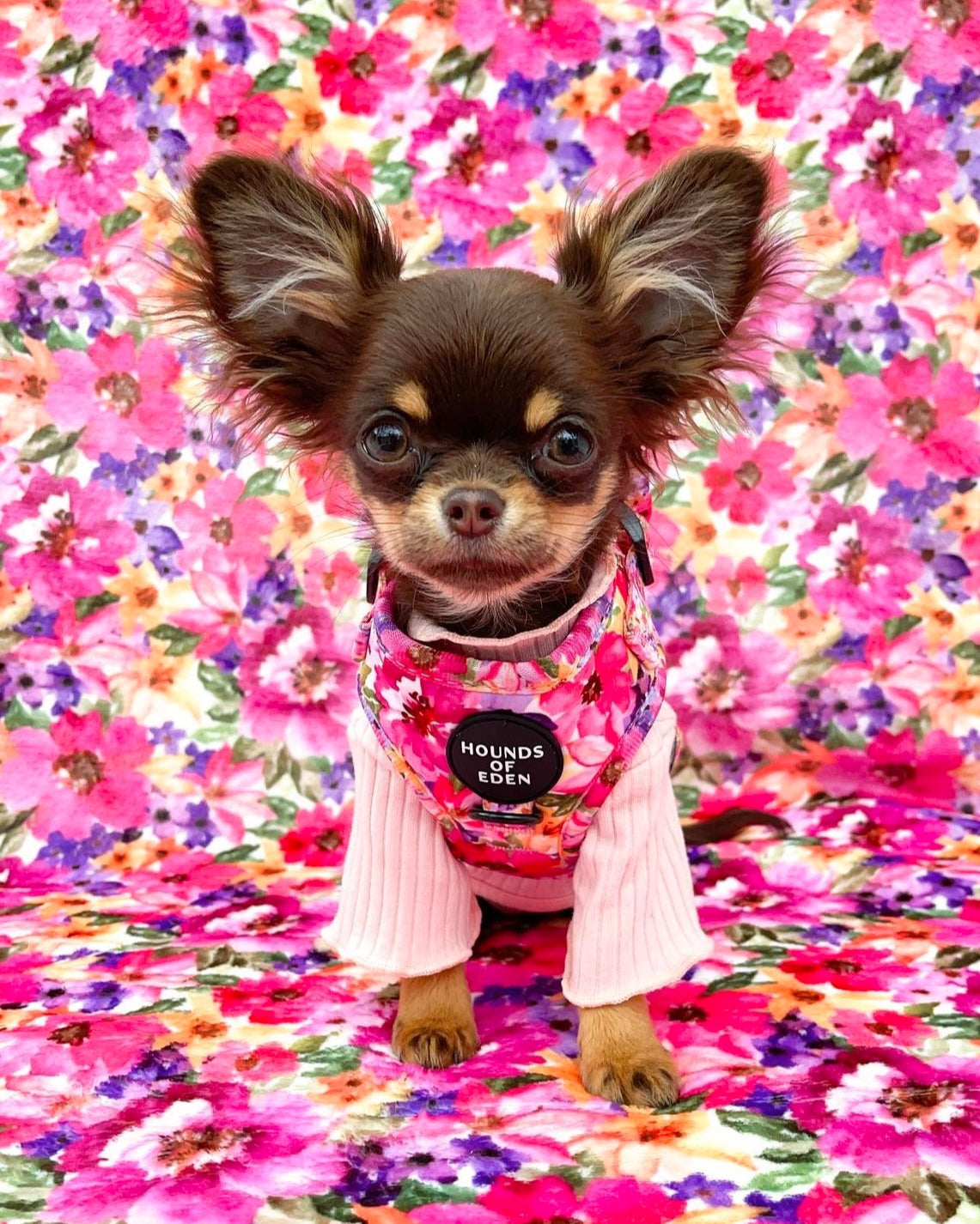 'Florentina' - Floral Dog Harness - The Bark Market