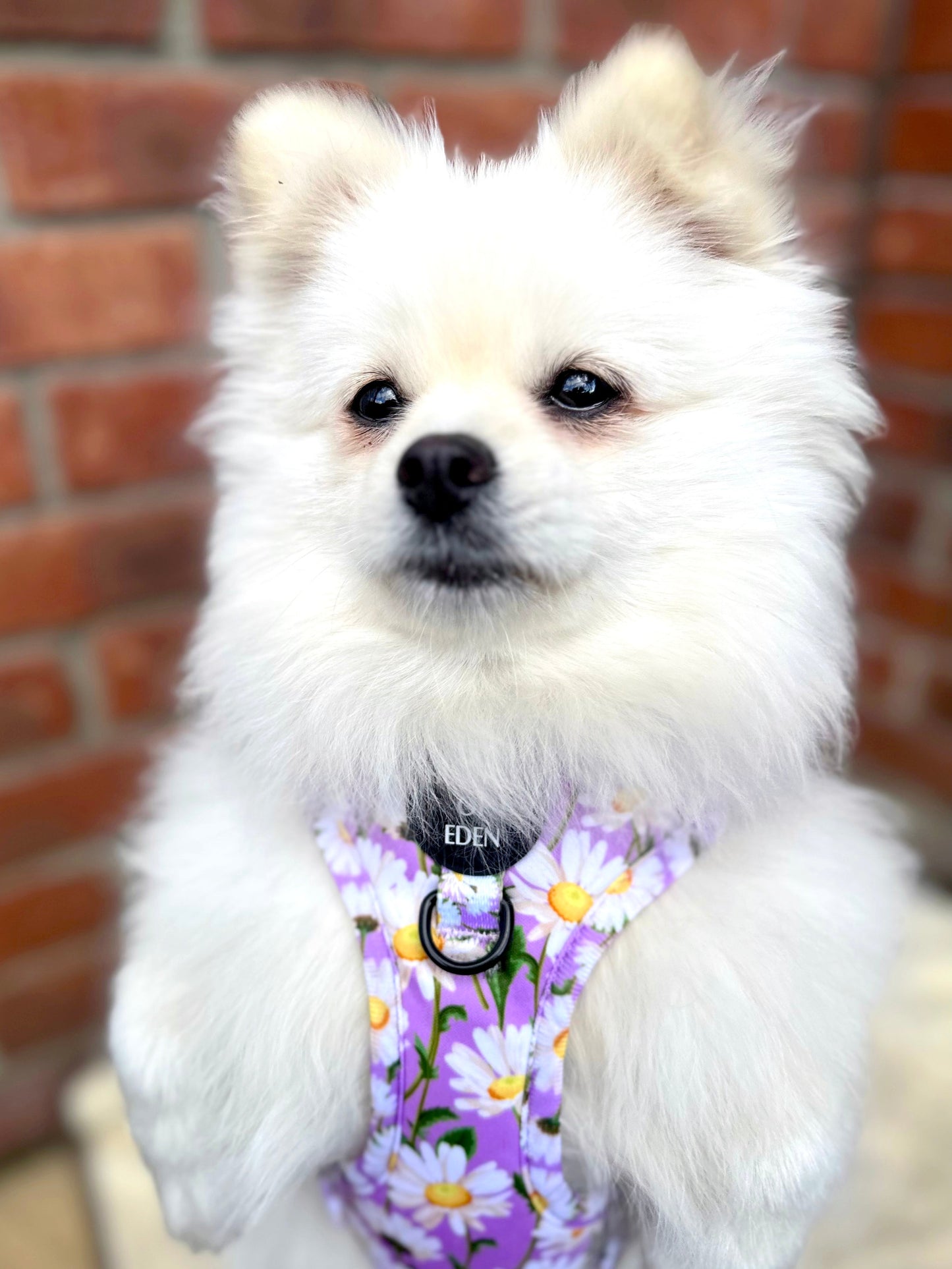 Daisy Dreams Design Dog Harness - The Bark Market