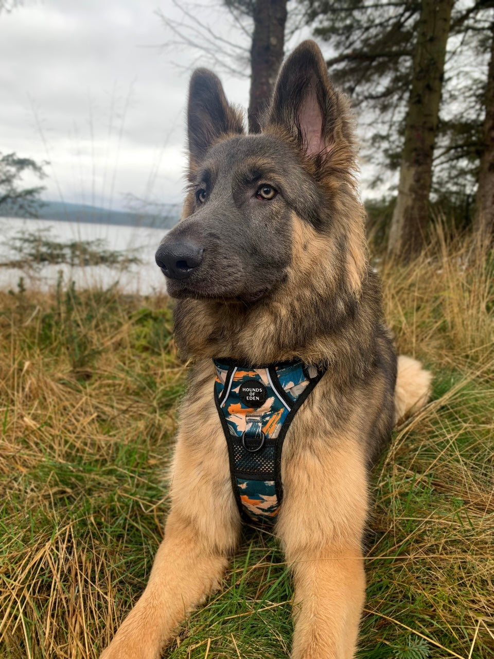 Supaw Strong™ 'Brush It Off' Utility Harness - The Bark Market