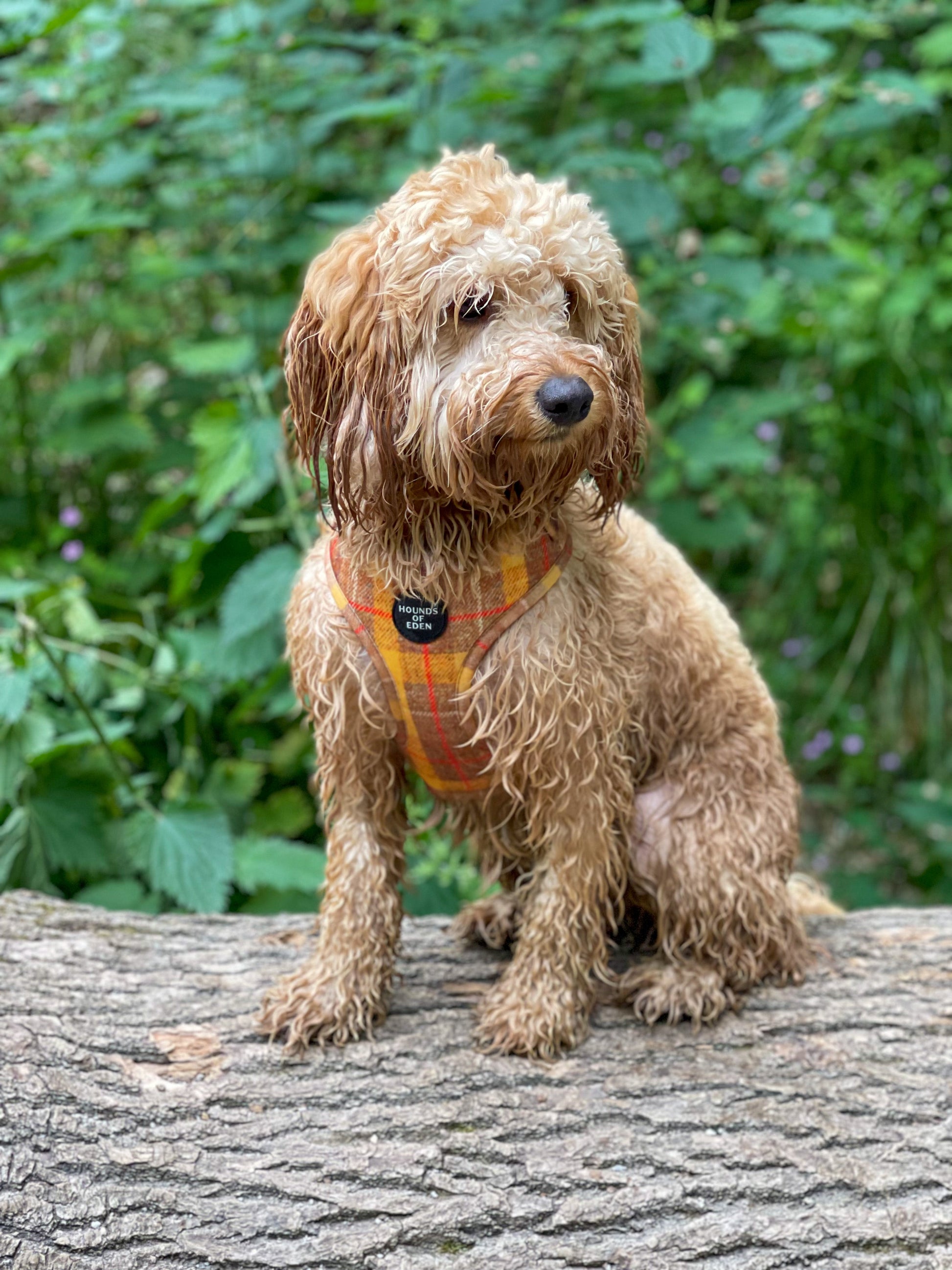 'Honey' - Yellow Check Dog Harness - The Bark Market