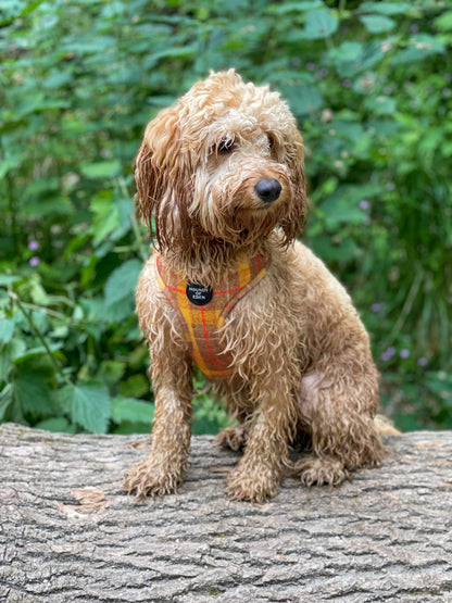 'Honey' - Yellow Check Dog Harness - The Bark Market