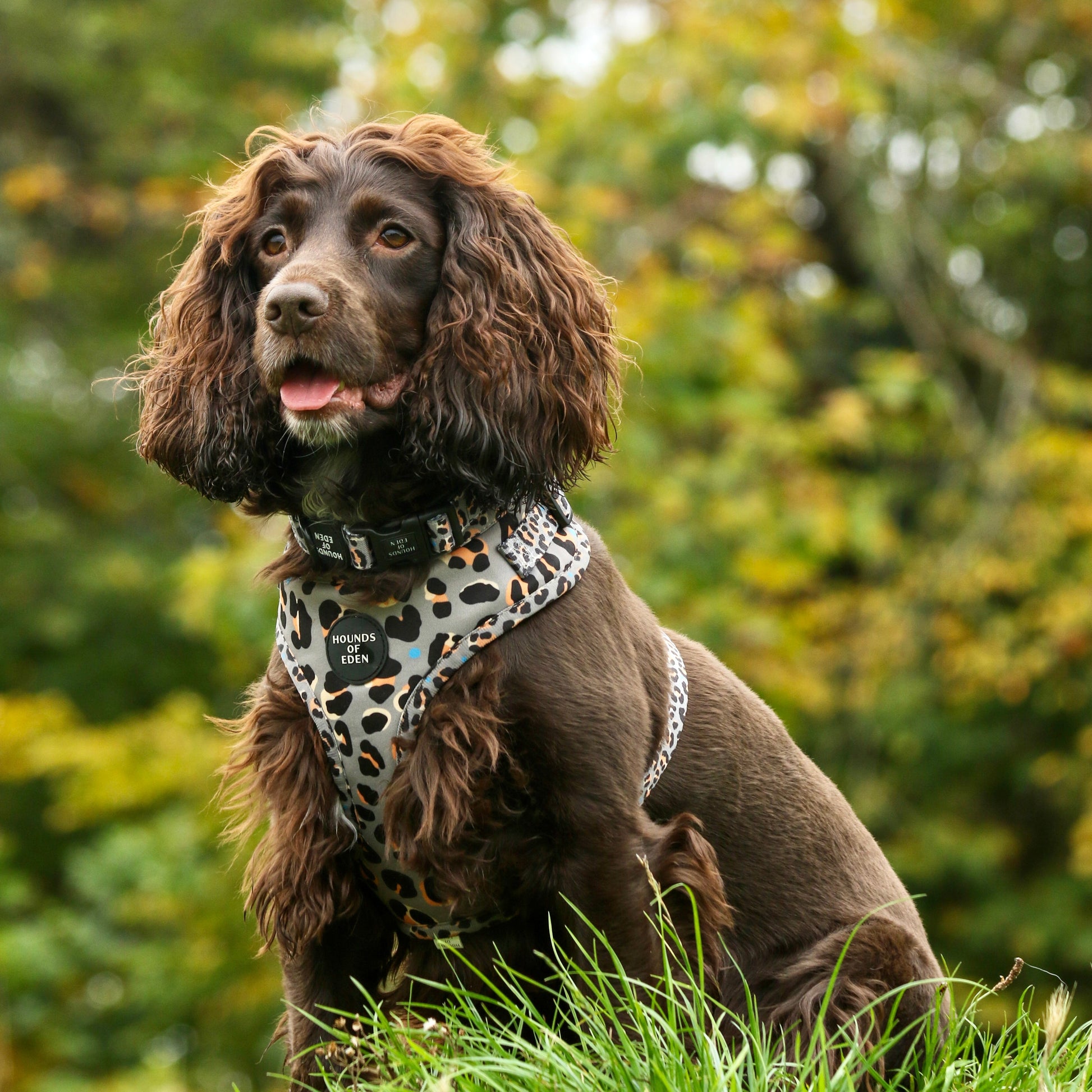 'Steel Leopard' - Khaki/Grey Dog Harness - The Bark Market
