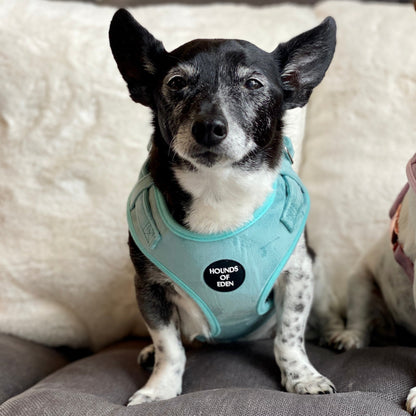 Tiffany's - Light Teal Velvet Dog Harness with Silver Metal Hardware - The Bark Market