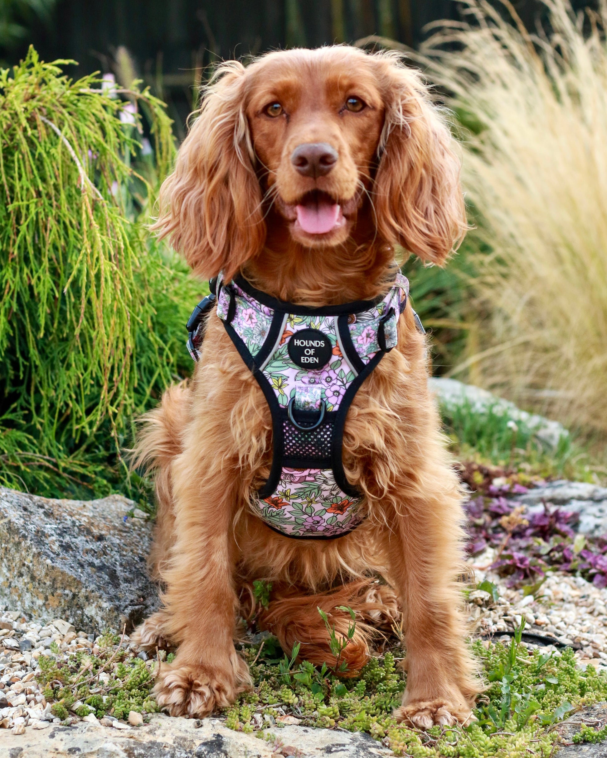 Supaw Strong™ Wild Blossom Utility Harness - The Bark Market