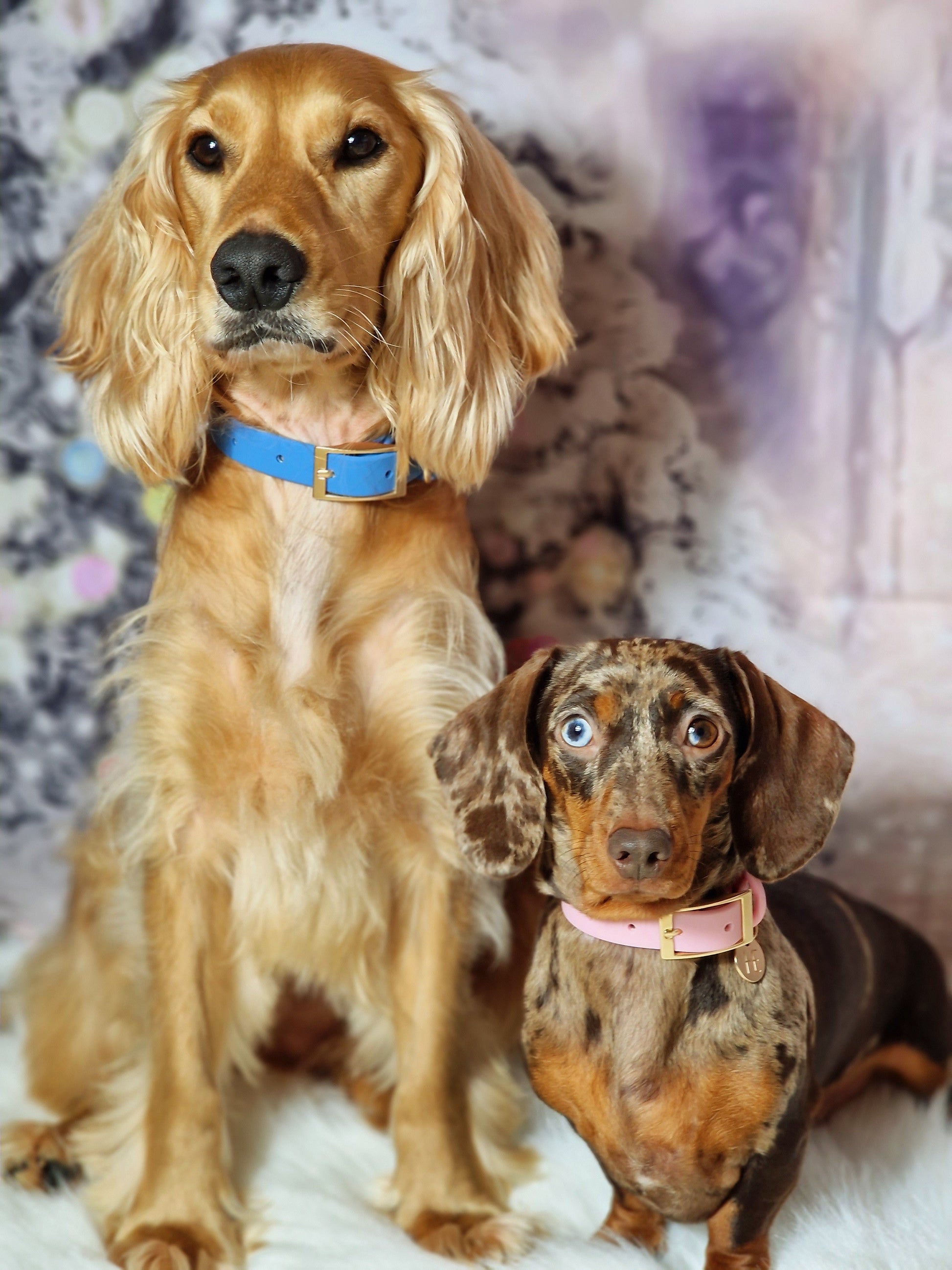 Lichen Blue 'All Weather' Dog Collar - The Bark Market