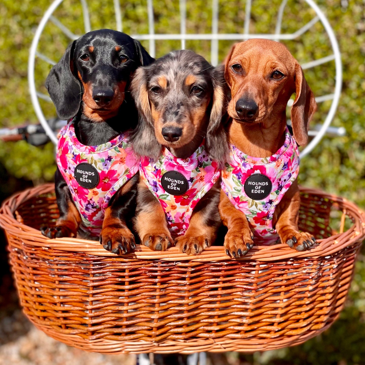 'Florentina' - Floral Dog Harness - The Bark Market