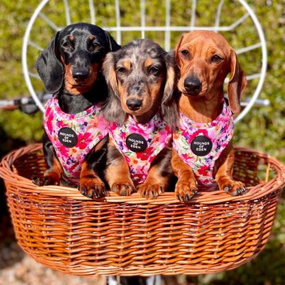 'Florentina' - Floral Dog Harness - The Bark Market