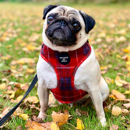 'Sammi' - Red & Grey Check Dog Harness - The Bark Market