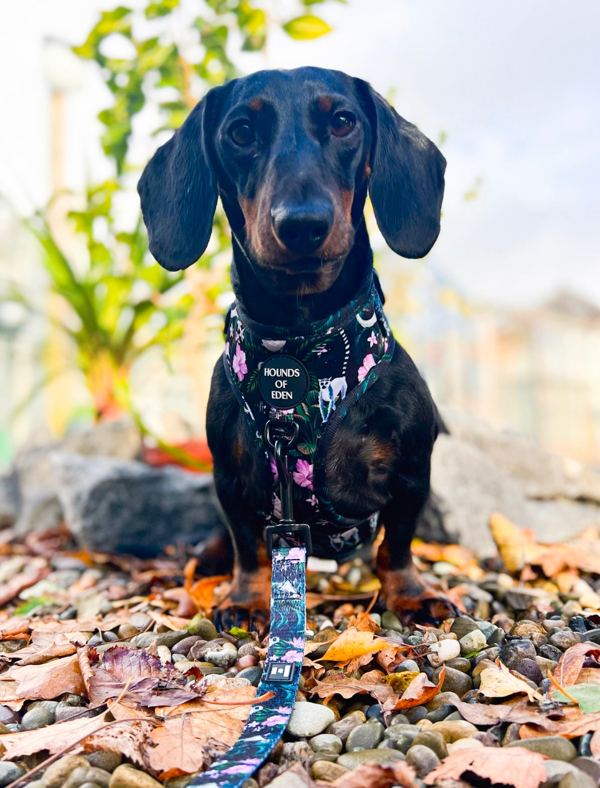 Midnight Madagascar Design Dog Harness - The Bark Market