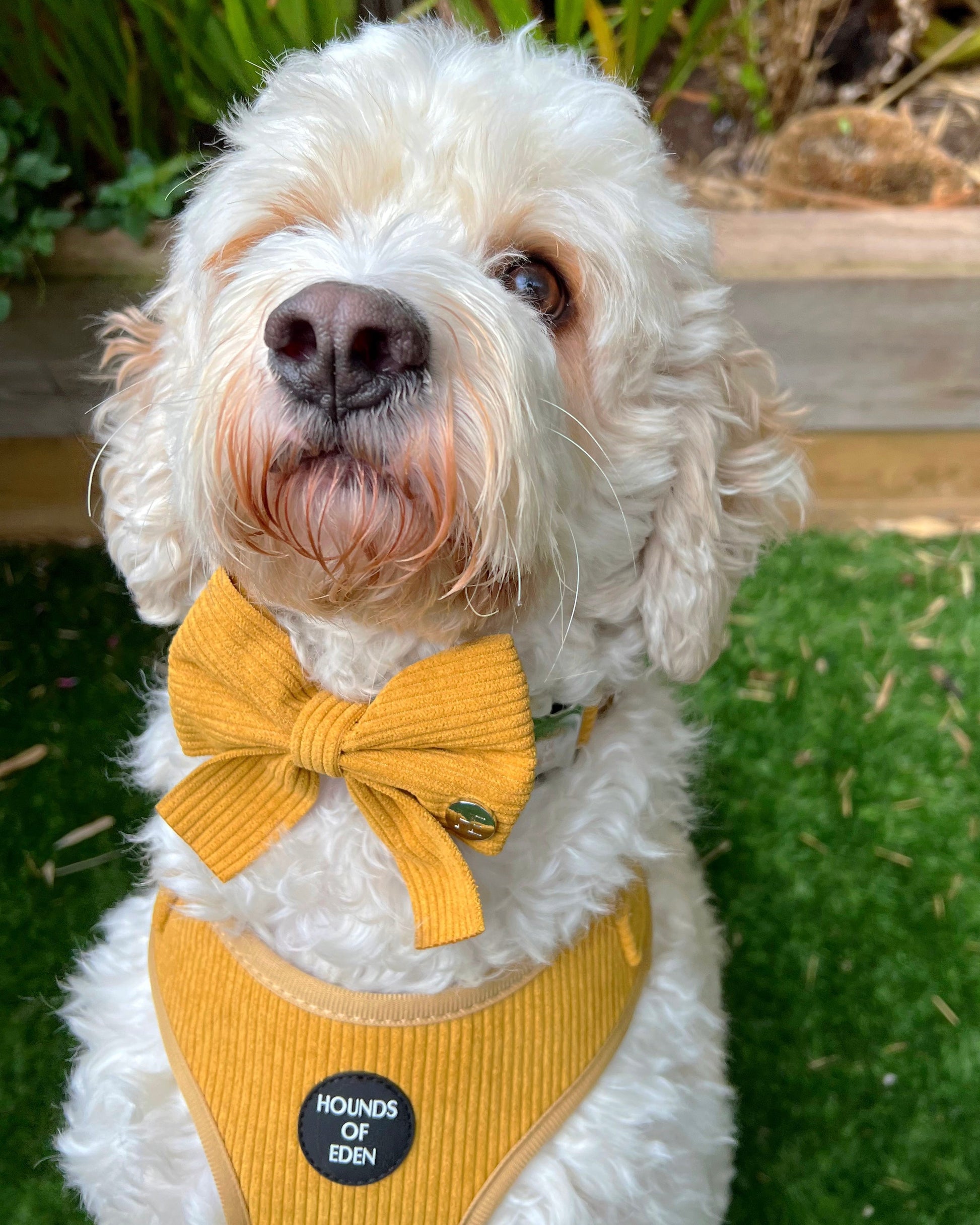 Mustard Yellow Corduroy Harness - The Bark Market