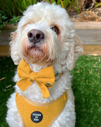 Mustard Yellow Corduroy Harness - The Bark Market