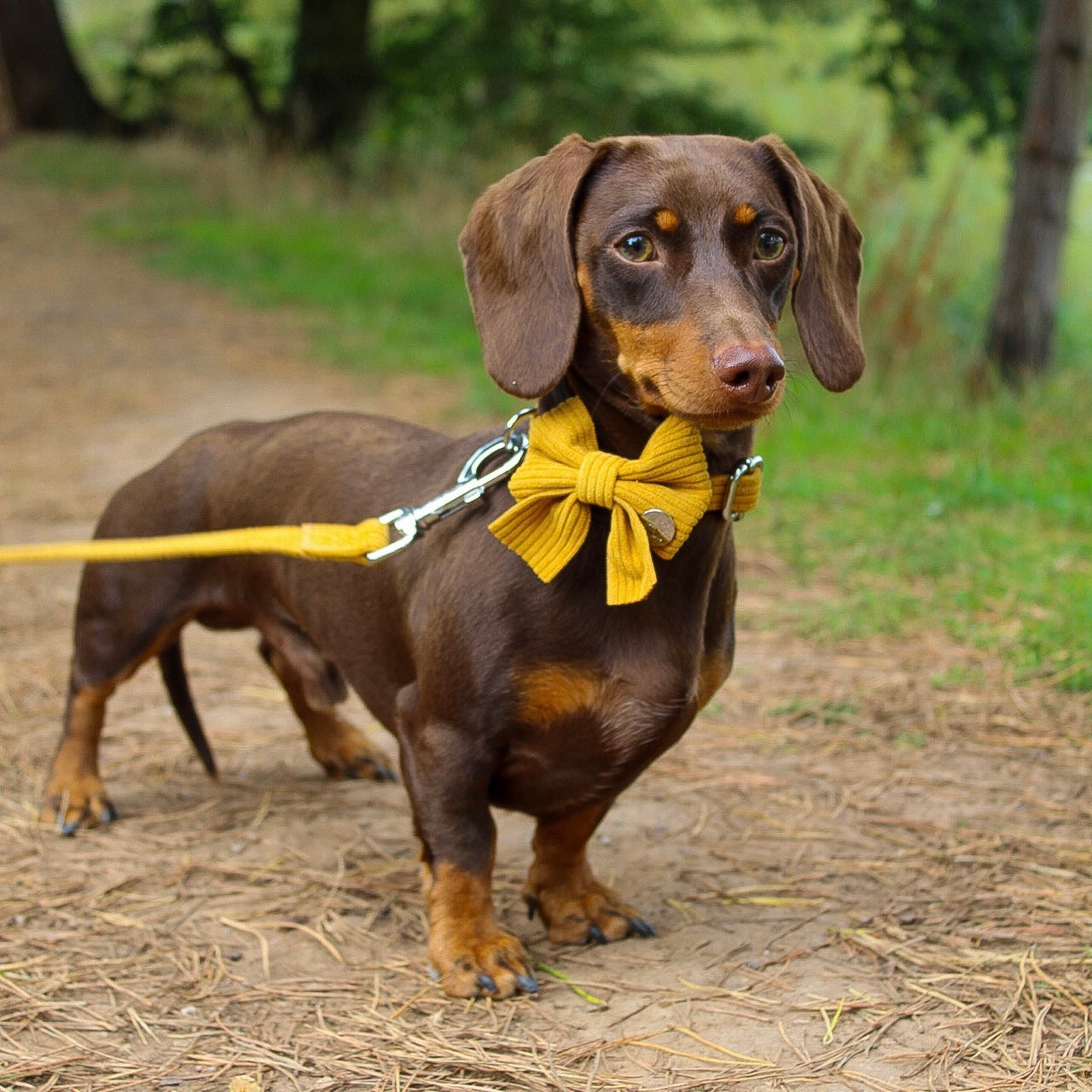 Mustard Yellow Corduroy Harness - The Bark Market