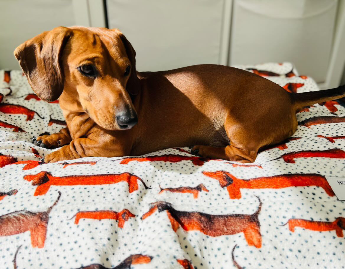 Sizzlin' Sausages Dog Snuggle Blanket - The Bark Market