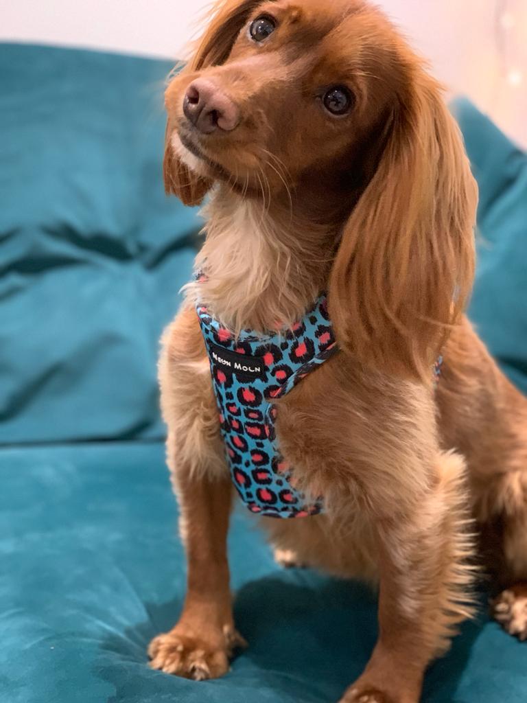 The Willow Mesh Harness - The Bark Market