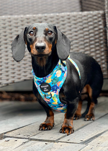 Under The Sea Design Dog Harness - The Bark Market