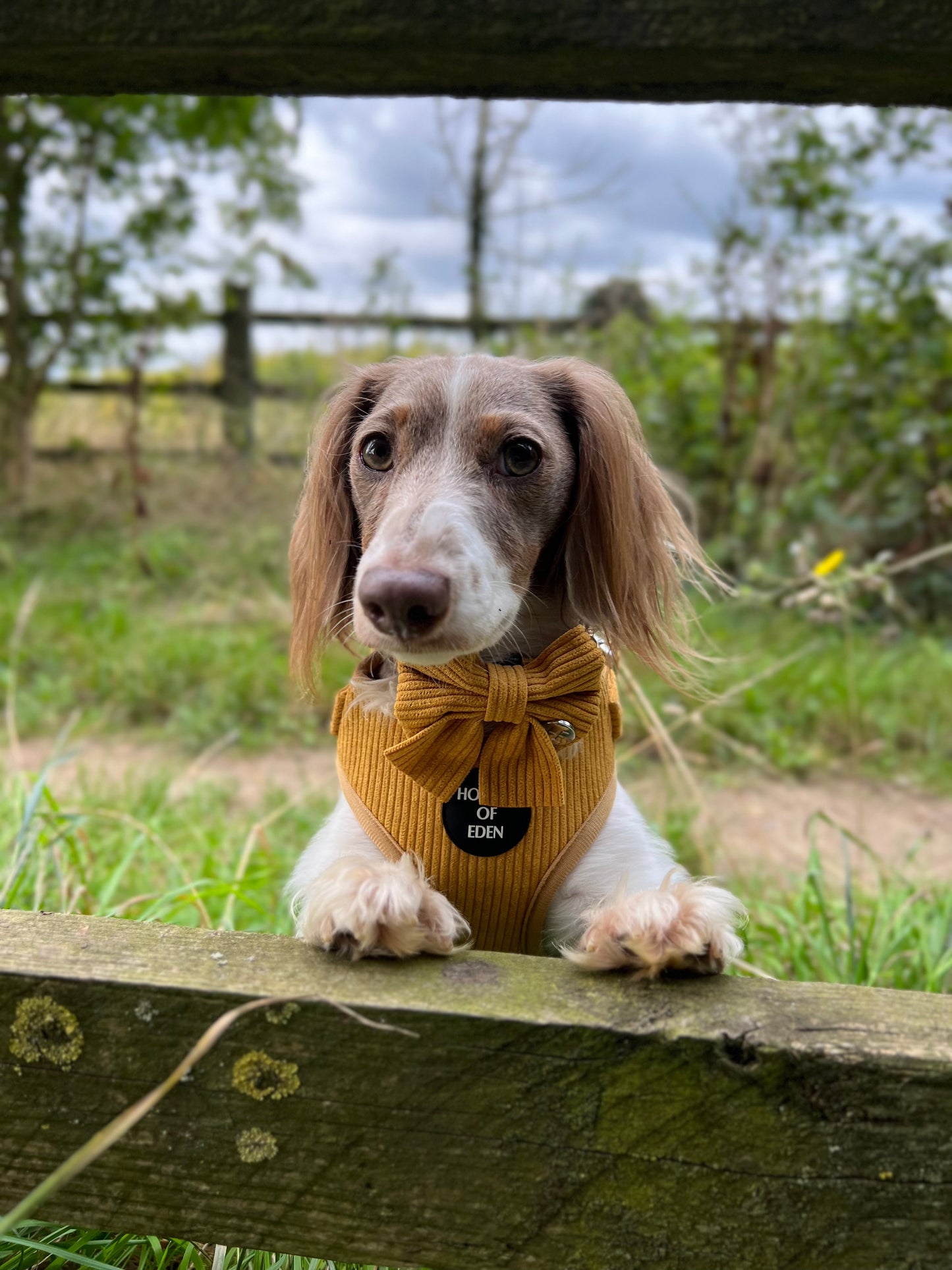 Mustard Yellow Corduroy Harness - The Bark Market