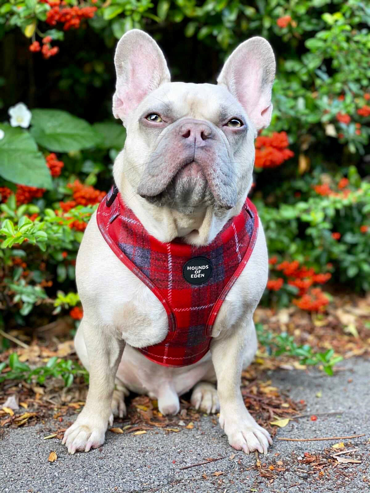 'Sammi' - Red & Grey Check Dog Harness - The Bark Market