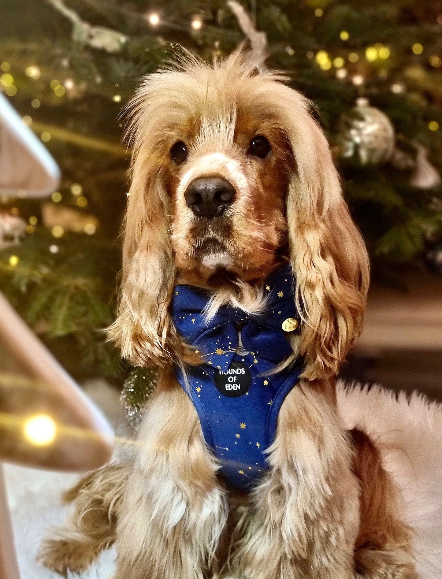 Sapphire Stars Velvet Harness - The Bark Market