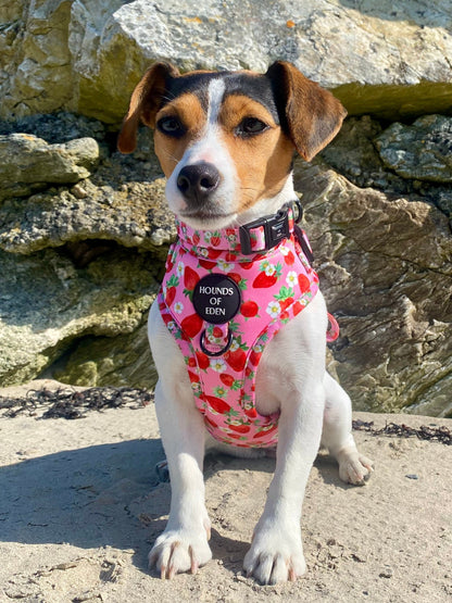 Strawberry Patch Design Dog Harness - The Bark Market