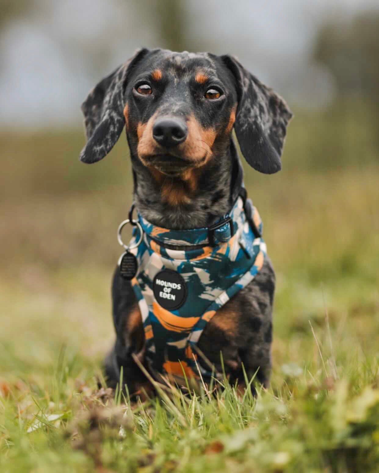 'Brush it Off' - Olive, Blue & Orange Camo Pattern Dog Harness - The Bark Market