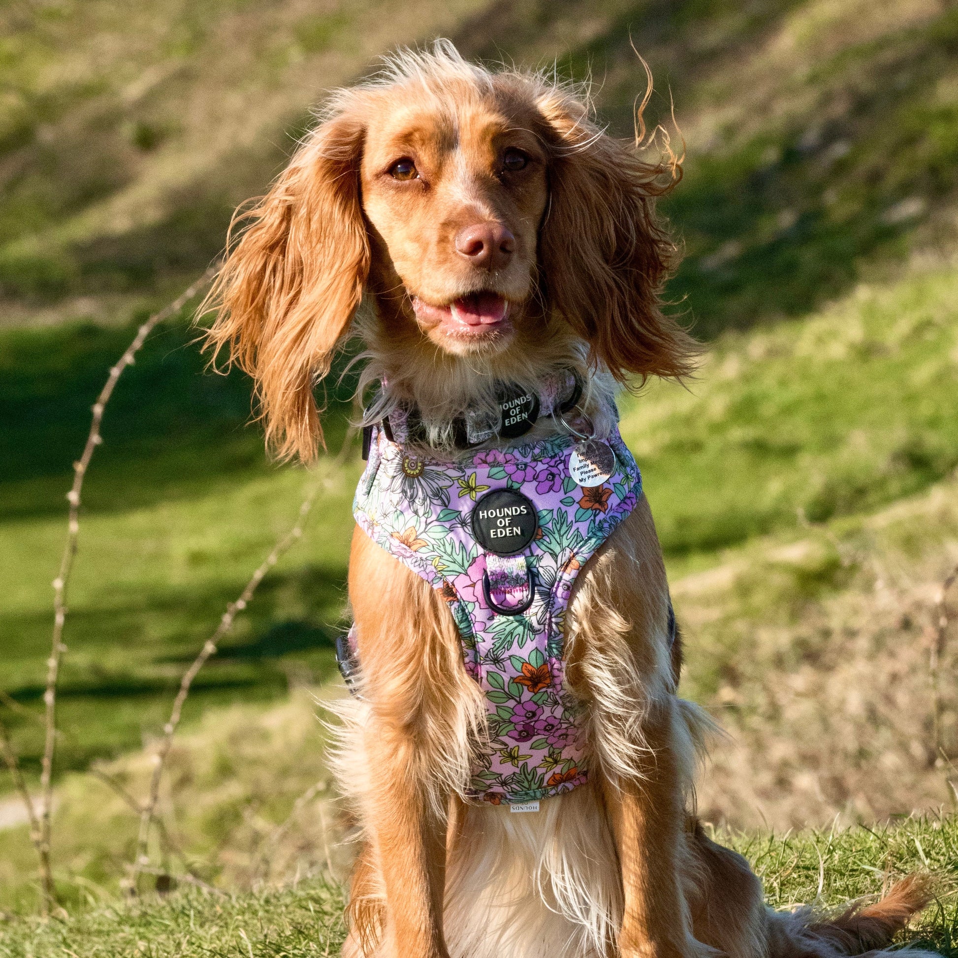 Wild Blossom- Design Dog Harness - The Bark Market