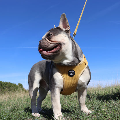 Mustard Yellow Corduroy Harness - The Bark Market