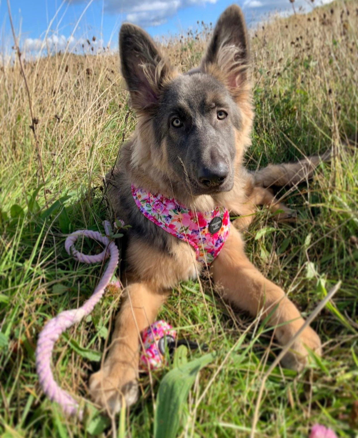 'Florentina' - Floral Dog Harness - The Bark Market