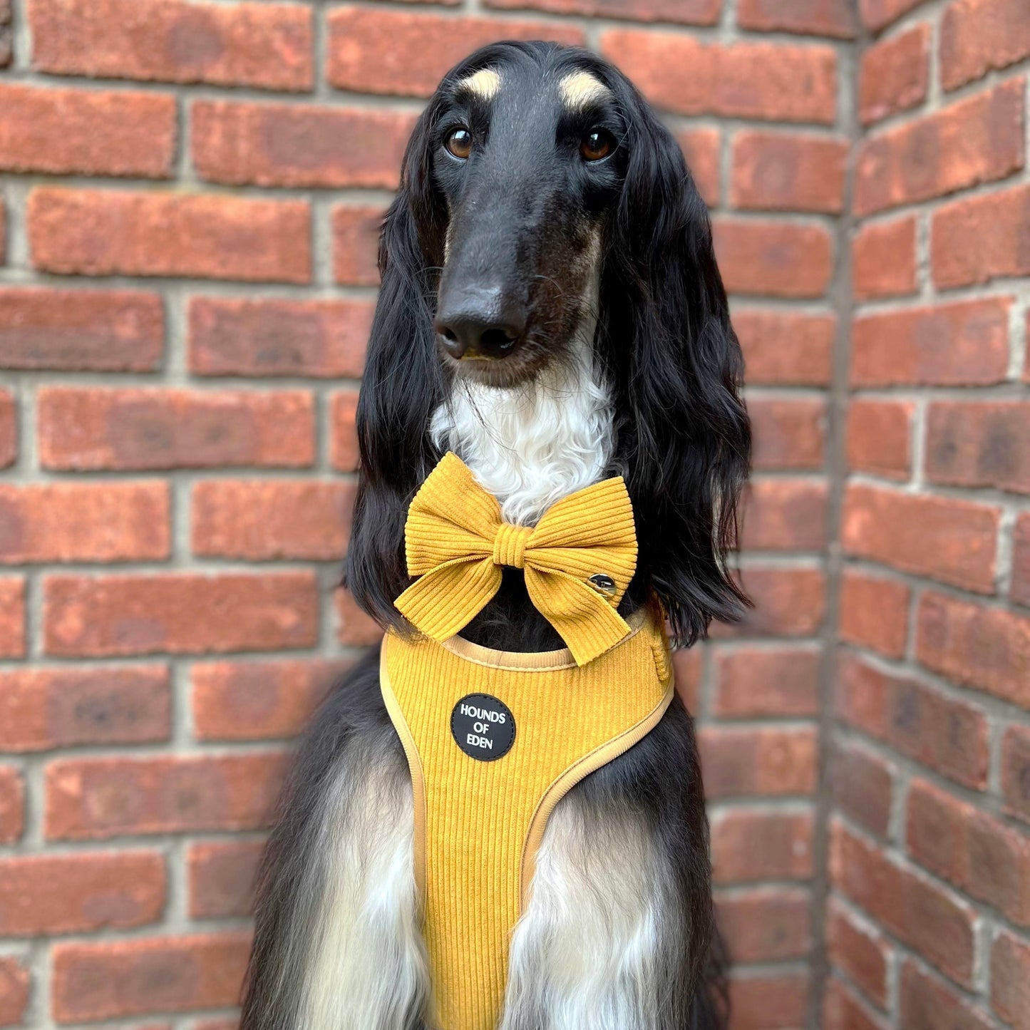 Mustard Yellow Corduroy Harness - The Bark Market