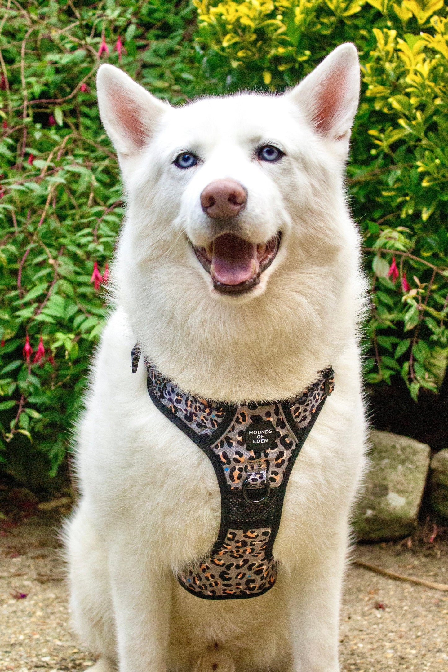 Supaw Strong™ 'Steel Leopard' Utility Harness - The Bark Market