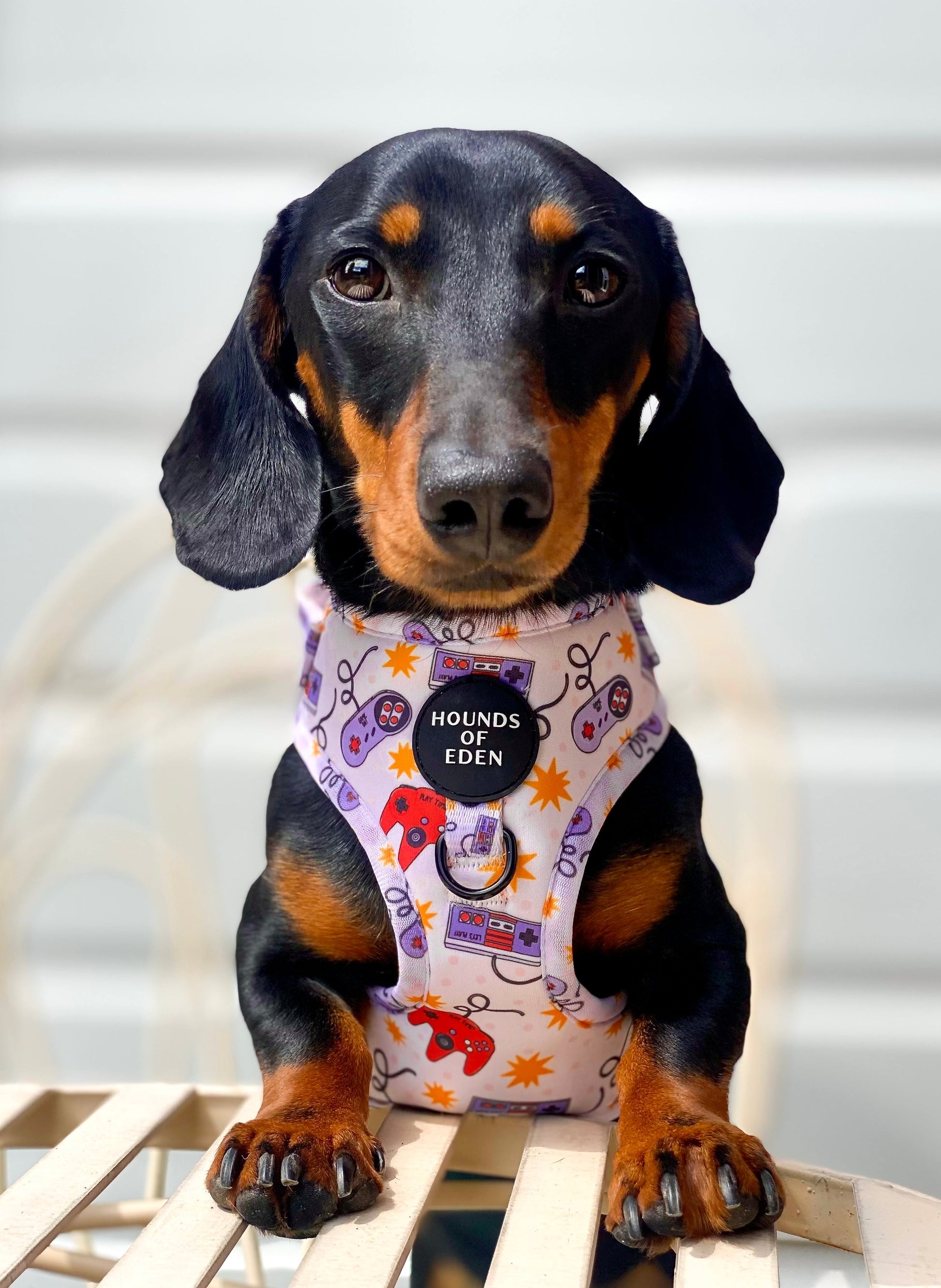 Nintendawg Design Dog Harness - The Bark Market
