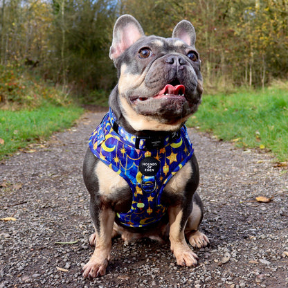 Arabian Nights - Blue and Gold Dog Harness - The Bark Market