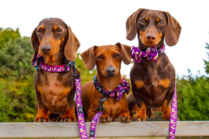 Harry Pawter Design Dog Harness - The Bark Market