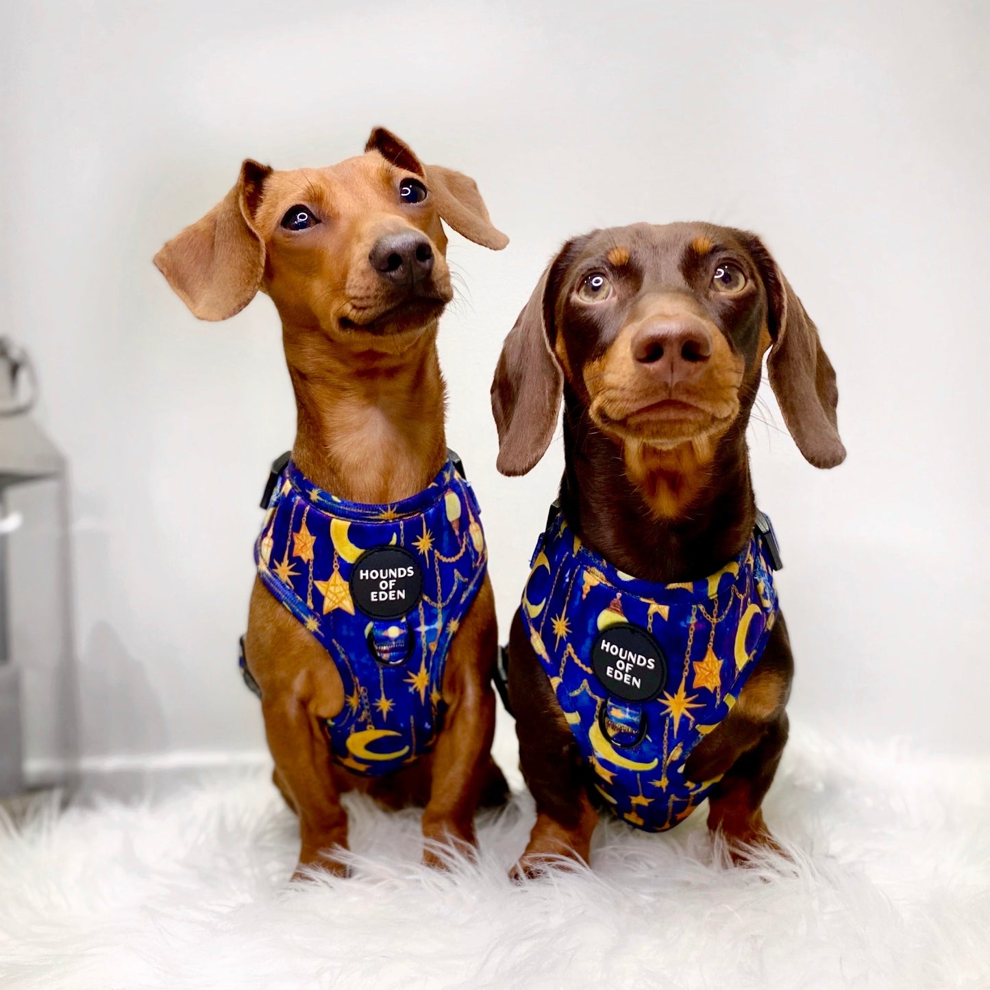 Arabian Nights - Blue and Gold Dog Harness - The Bark Market