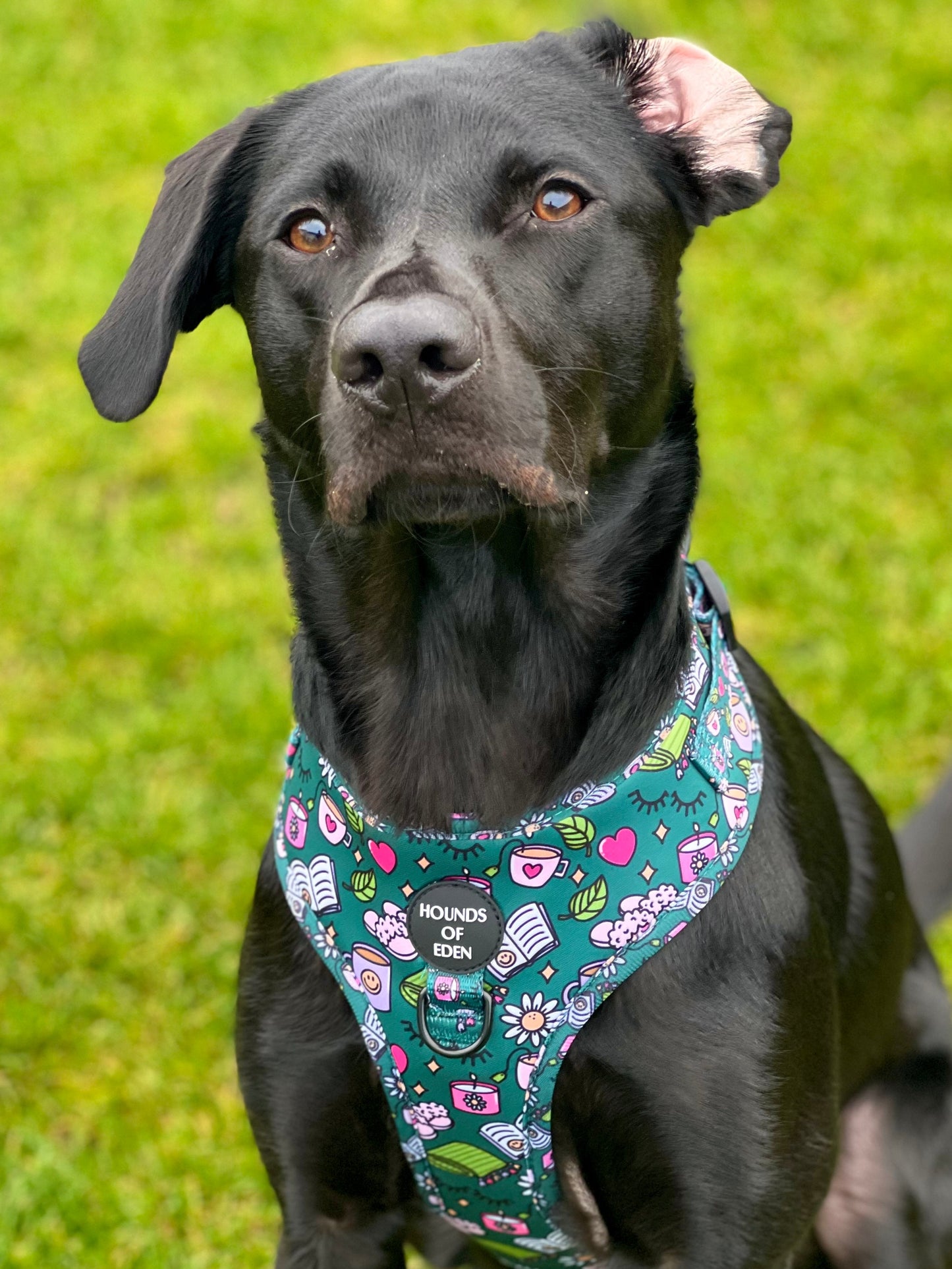 Self Care Design Dog Harness - The Bark Market