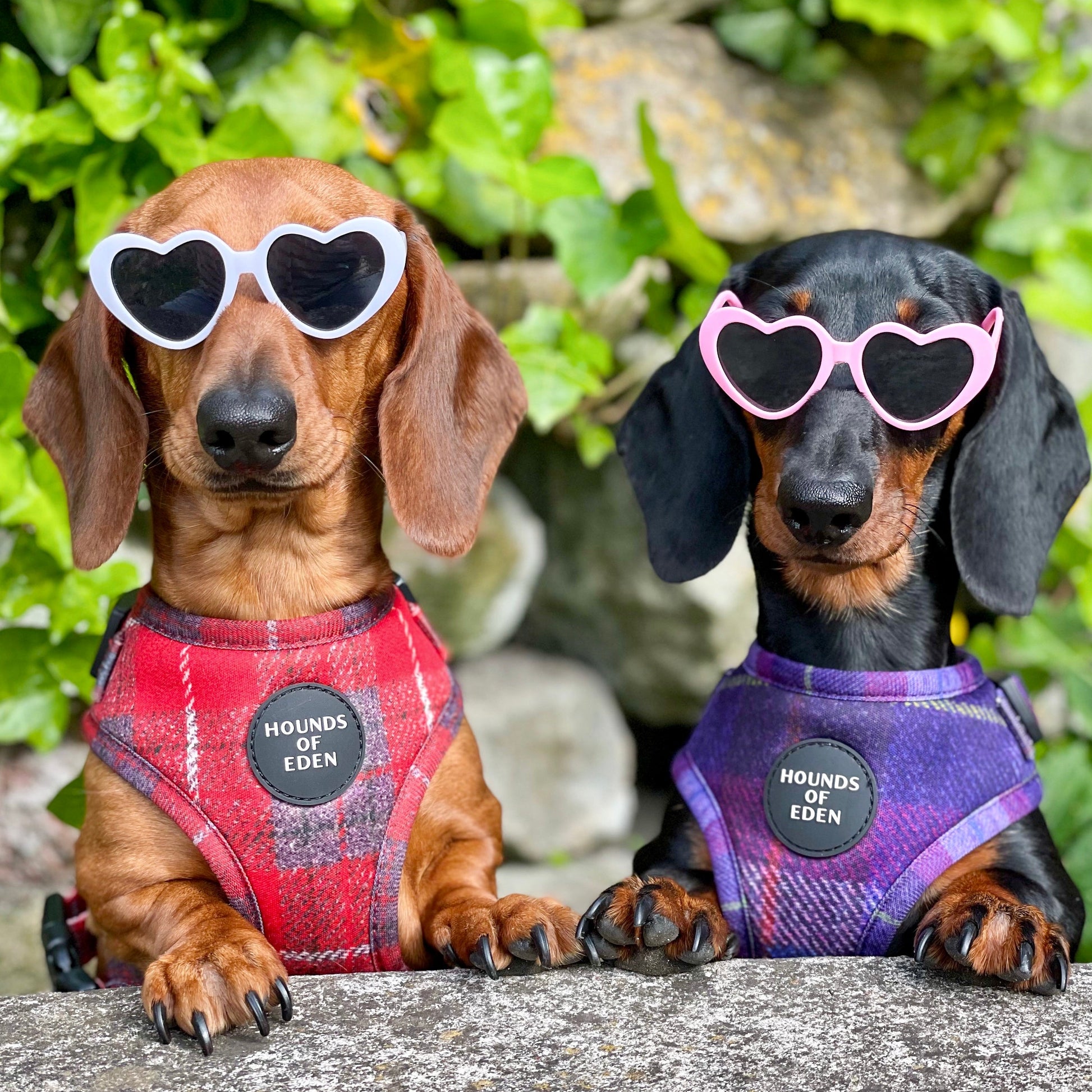 'Sammi' - Red & Grey Check Dog Harness - The Bark Market