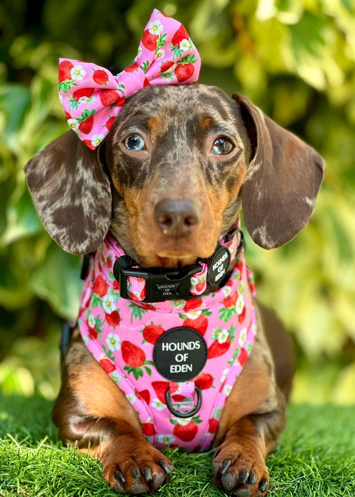 Strawberry Patch Design Dog Harness - The Bark Market