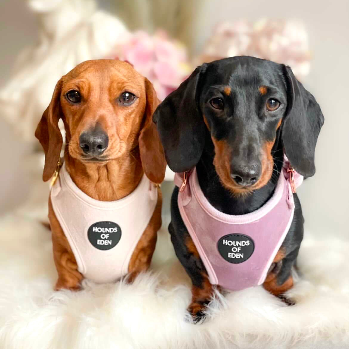 Lilac Dreams - Lilac Velvet Dog Harness with Rose Gold Metal Hardware - The Bark Market